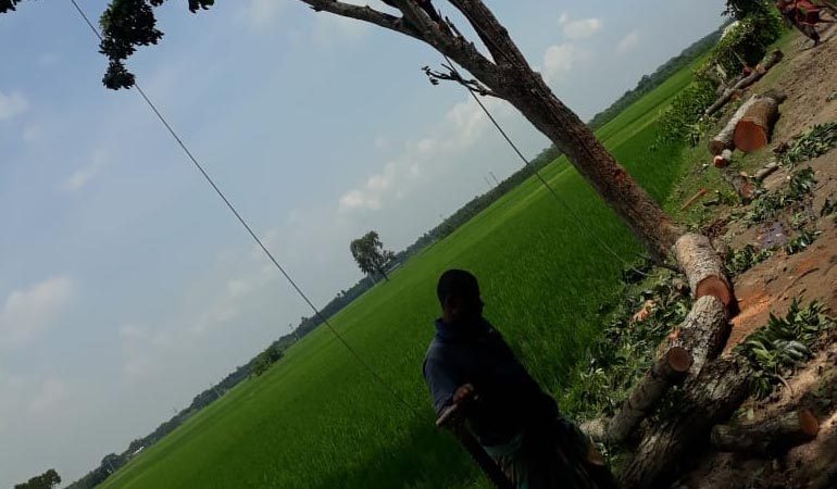 সড়কের গাছ কেটে নিলেন ইউপি চেয়ারম্যান,