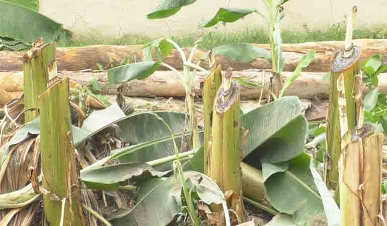 কুমারখালীতে কলাগাছ সহ বিভিন্ন জাতের গাছ কেটে জমি দখলের অভিযোগ