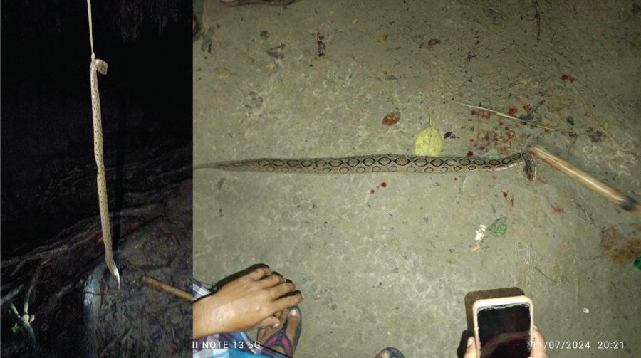 রাসেল ভাইপারকে বটগাছে ঝুলিয়ে ফাঁসি দিল গ্রামবাসী