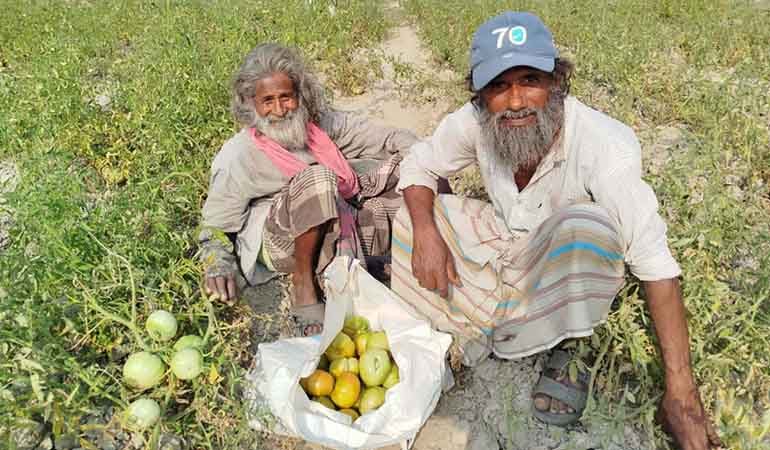 কুষ্টিয়ায় টমেটো চাষে বাম্পার ফলন, কৃষকের মুখে হাসি