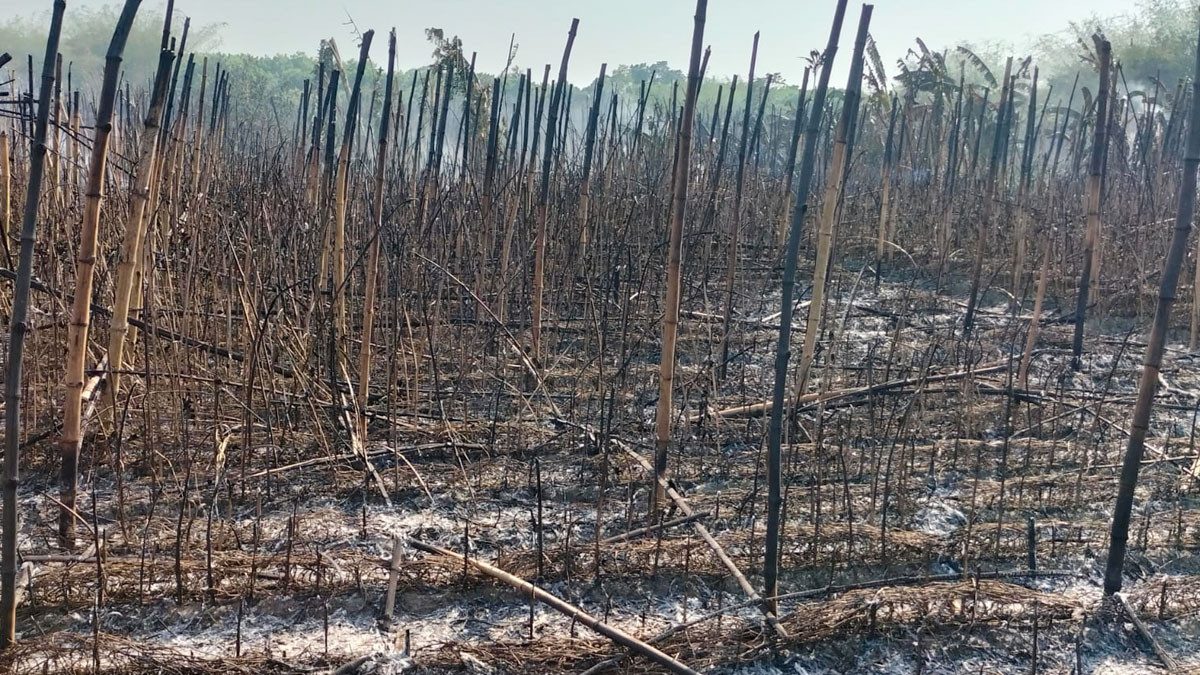 কুষ্টিয়ায় শতবিঘা পানের বরজ আগুনে পুড়ে ছাই