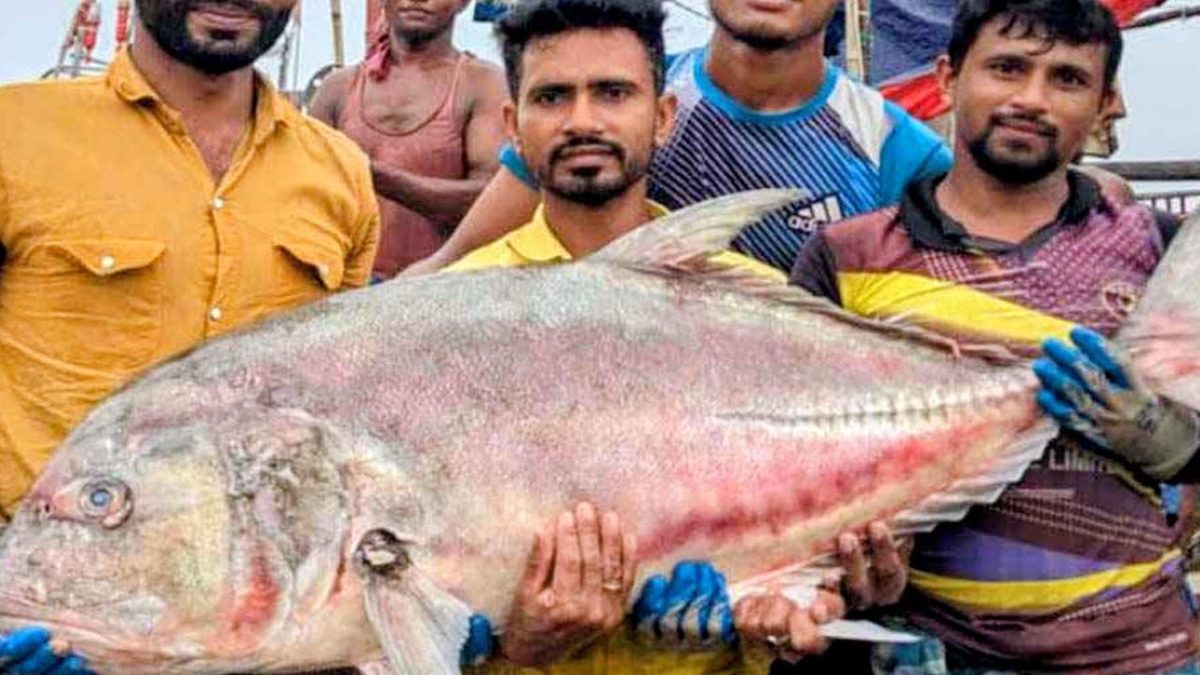 জেলের জালে ৫৪ কেজির বিশাল তবল মাছ, বিক্রি ৩৬ হাজারে