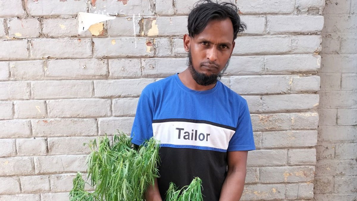 বাড়ির ছাদে গাঁজা চাষ, যুবকের কারাদণ্ড