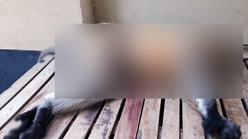 খাবারের সন্ধানে এসে হনুমানের মৃত্যু