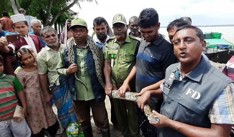 মোংলায় বসতবাড়ি থেকে বিশাল অজগর উদ্ধার