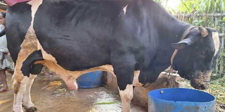 কোরবানির পশুর হাট কাঁপাবে কুমারখালীর মার্শাল-বুলেট