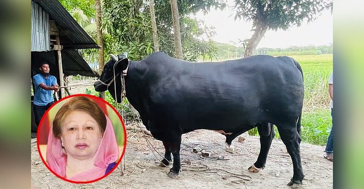 ১৪'শ কেজির ‘কালোমানিক’ খালেদা জিয়াকে উপহার দিতে চান কৃষক সোহাগ