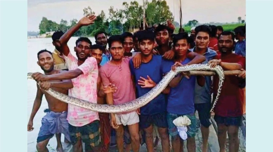 জামালপুরে রাসেলস ভাইপার ভেবে মারা হলো অজগর, অতঃপর উল্লাস