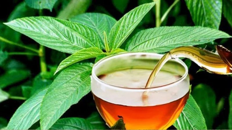 শিগগিরই বাজারে আসছে ‘পাটের চা’: পাটমন্ত্রী