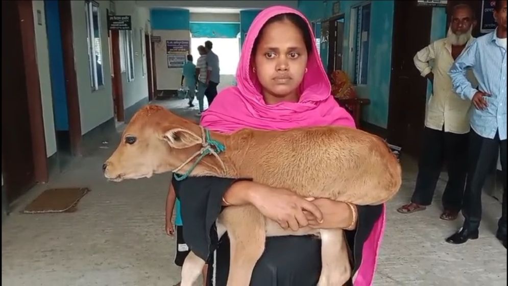 ঋণের দায়ে গাভী কেড়ে নিলেন বিএনপি নেতা,বাছুর কোলে আদালতে নারী