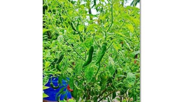 প্রধানমন্ত্রীর ছাদবাগানে কাঁচামরিচ-ধনেপাতা-আনারস
