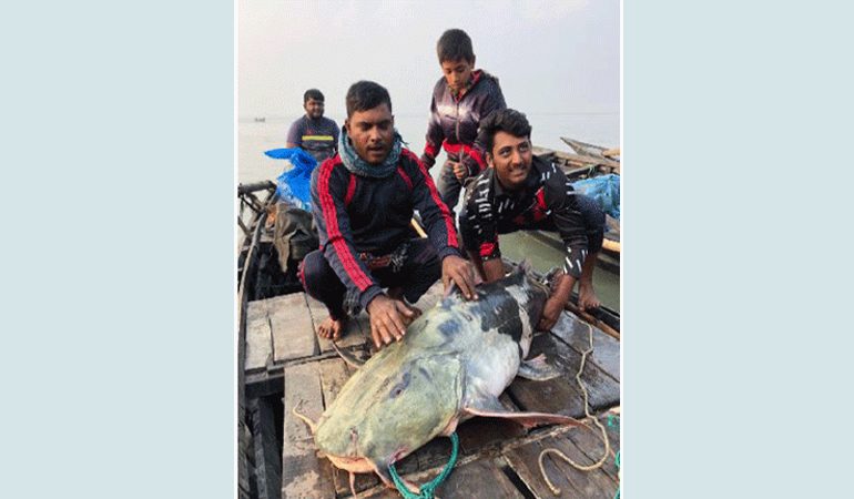 পদ্মায় জালে ধরা পড়ল ৫৪ কেজির বাগাড়