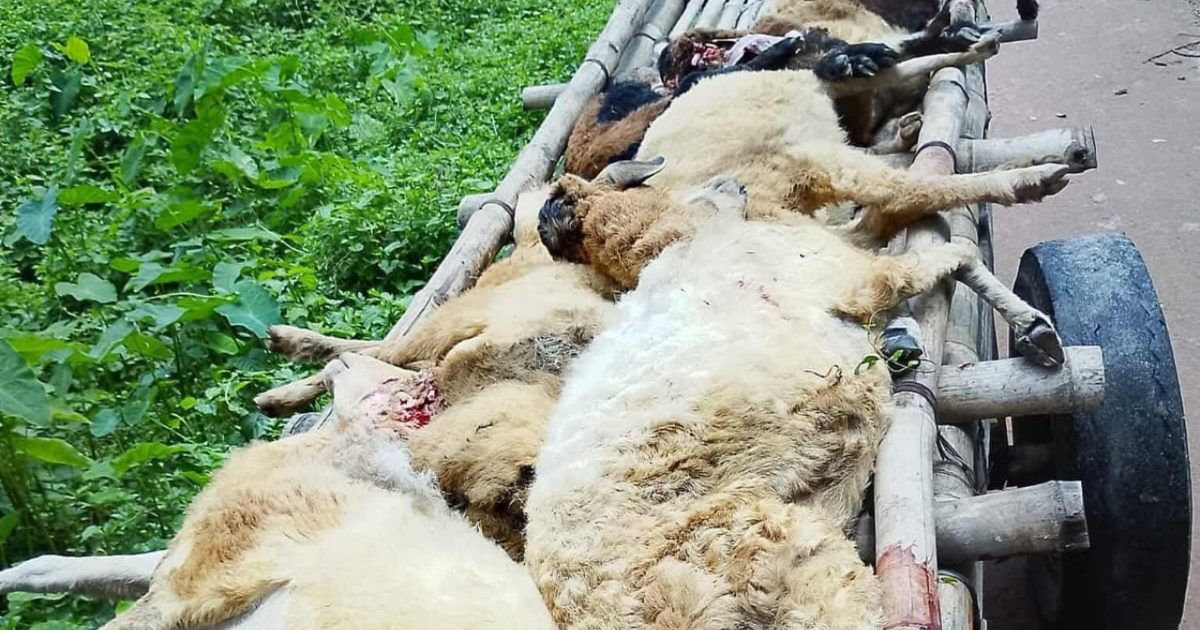বাকৃবিতে ট্রেনে কাটা প‌ড়ল গ‌বেষণার ২২টি উন্নত জাতের ভেড়া