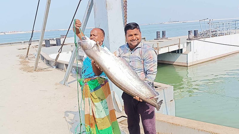 পদ্মায় ধরা পড়লো ১৫ কেজি ওজনের বোয়াল