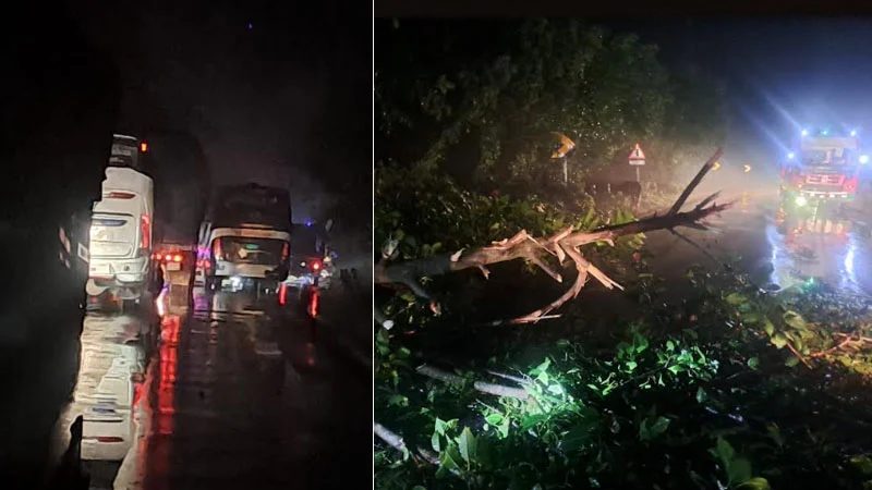 মহাসড়কে গাছ ফেলে  দুর্ধর্ষ ডাকাতি, জিনিসপত্র লুটপাট
