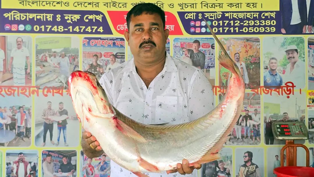 পদ্মার এক ঢাই মাছ ৫৯ হাজার টাকায় বিক্রি