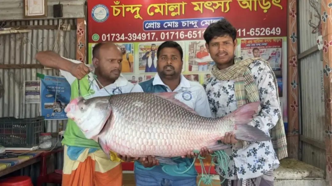 পদ্মার ২৫ কেজির কাতল সাড়ে ৫৭ হাজার টাকায় বিক্রি