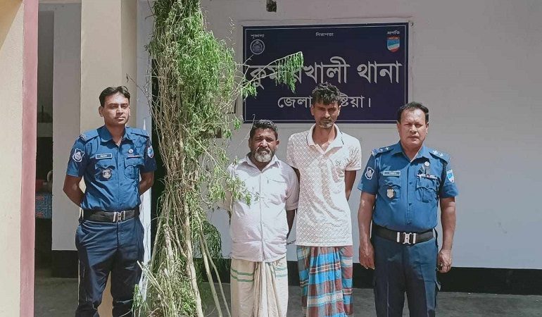 কুষ্টিয়ায় বাড়ির আঙিনায় গাঁজা চাষ,আটক ২