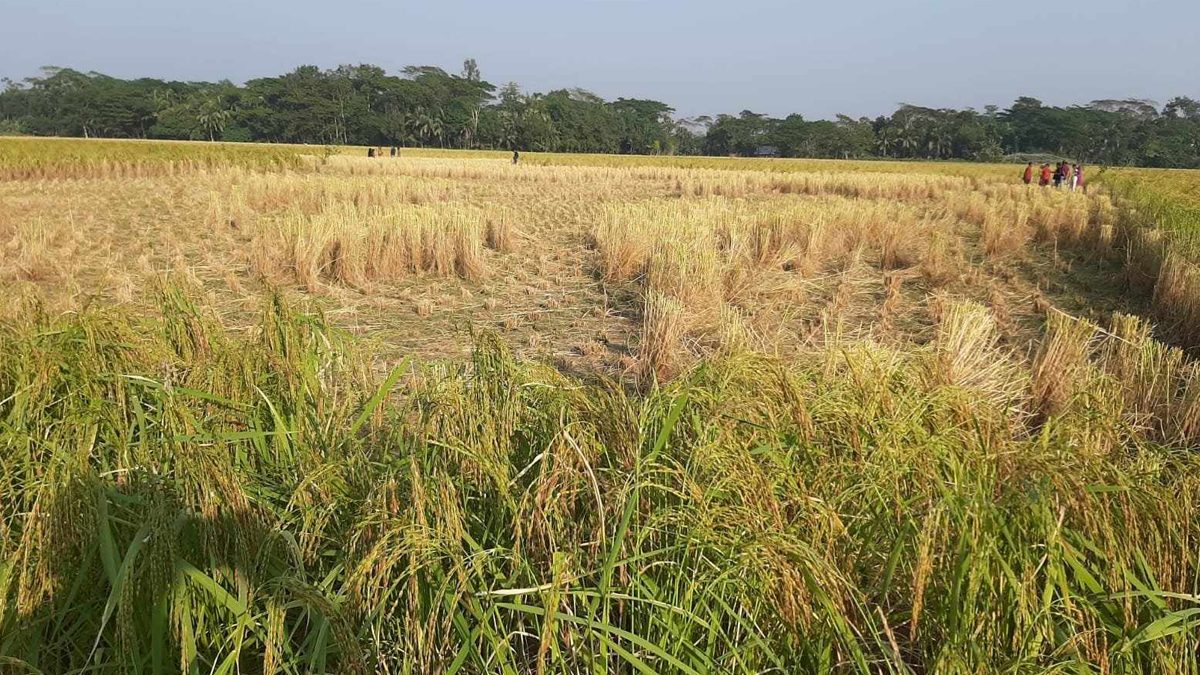 পটুয়াখালীতে কৃষকের ক্ষেতের ধান কেটে নিলো বিএনপি নেতারা