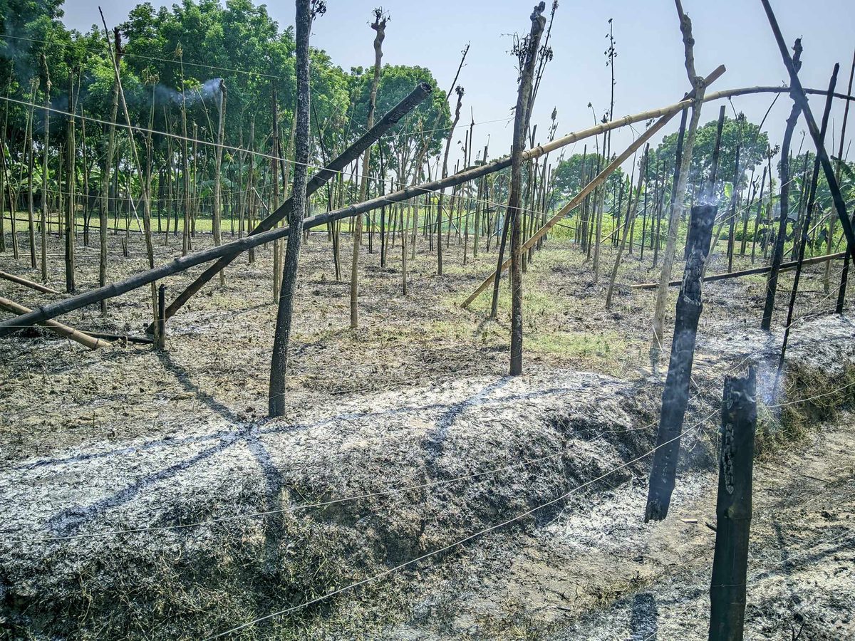 পূর্ব শত্রুতার জেরে পুড়িয়ে দেয়া হলো পানের বরজ