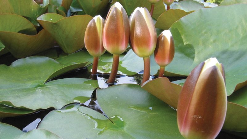 ইসির প্রতীক তালিকায় যুক্ত হলো ‘শাপলা কলি’