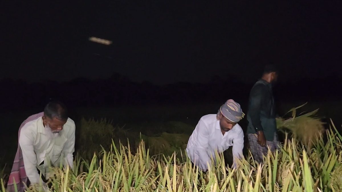 দিনে হিটস্ট্রোকের ভয়, রাতে চাঁদের আলোয় ধান কাটছে কৃষকরা