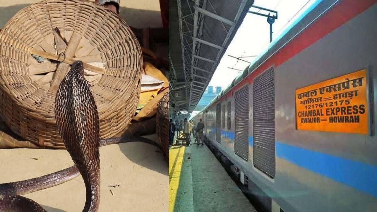 খেলা দেখে টাকা না দেওয়ায় চলন্ত ট্রেনে সাপ ছেড়ে দিল সাপুড়ে