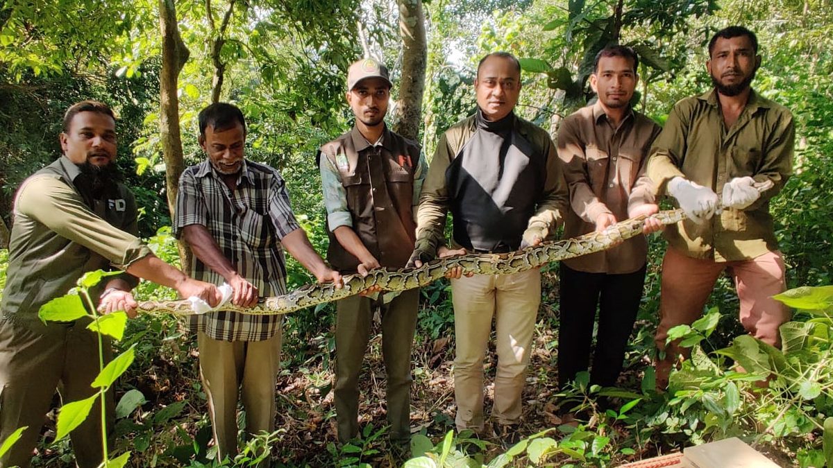কাপ্তাই জাতীয় উদ্যানে ১১ ফুটের অজগর অবমুক্ত