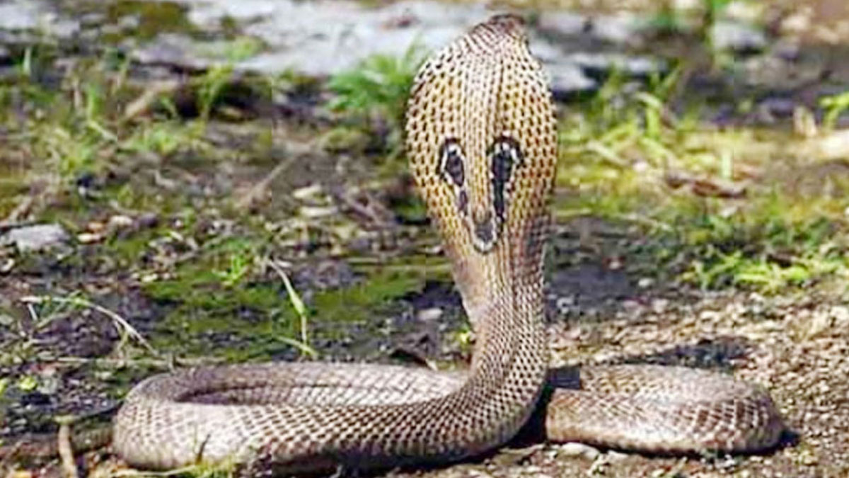 সাপের কামড়ের পর সারা রাত ঝাড়ফুঁক, ভোরে স্কুলছাত্রীর মৃত্যু
