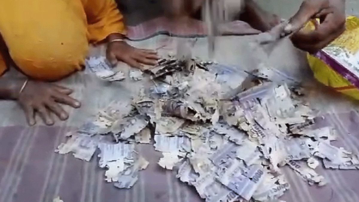 ইঁদুর ও উইপোকা কেটে নষ্ট করল কৃষকের ২ লাখ টাকা