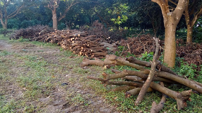 দরপত্র ছাড়াই ৭'শ গাছ কেটে নিল কারা জানে না প্রশাসন