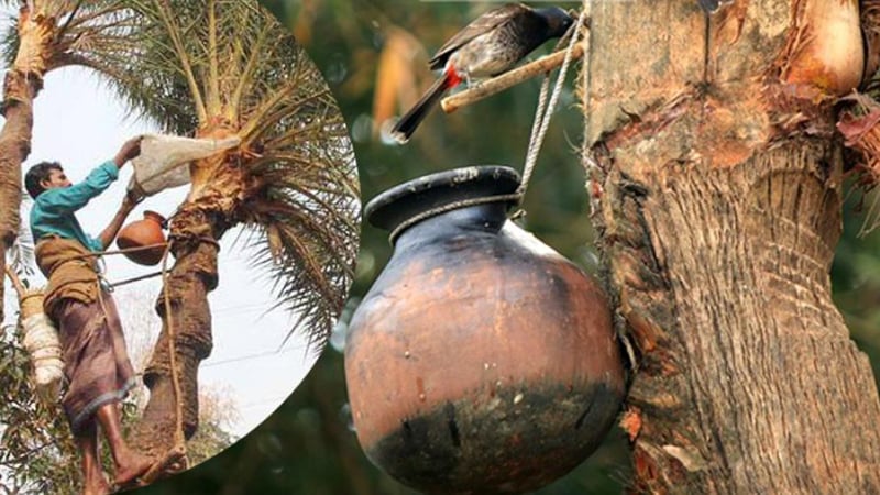 মহামারি রূপ নিতে পারে নিপাহ ভাইরাস,খেজুরের কাঁচা রস খাওয়ায় নিষেধাজ্ঞা