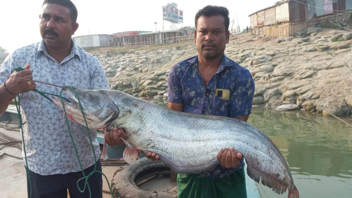 পদ্মার এক বোয়ালের দাম সাড়ে ৪৫ হাজার