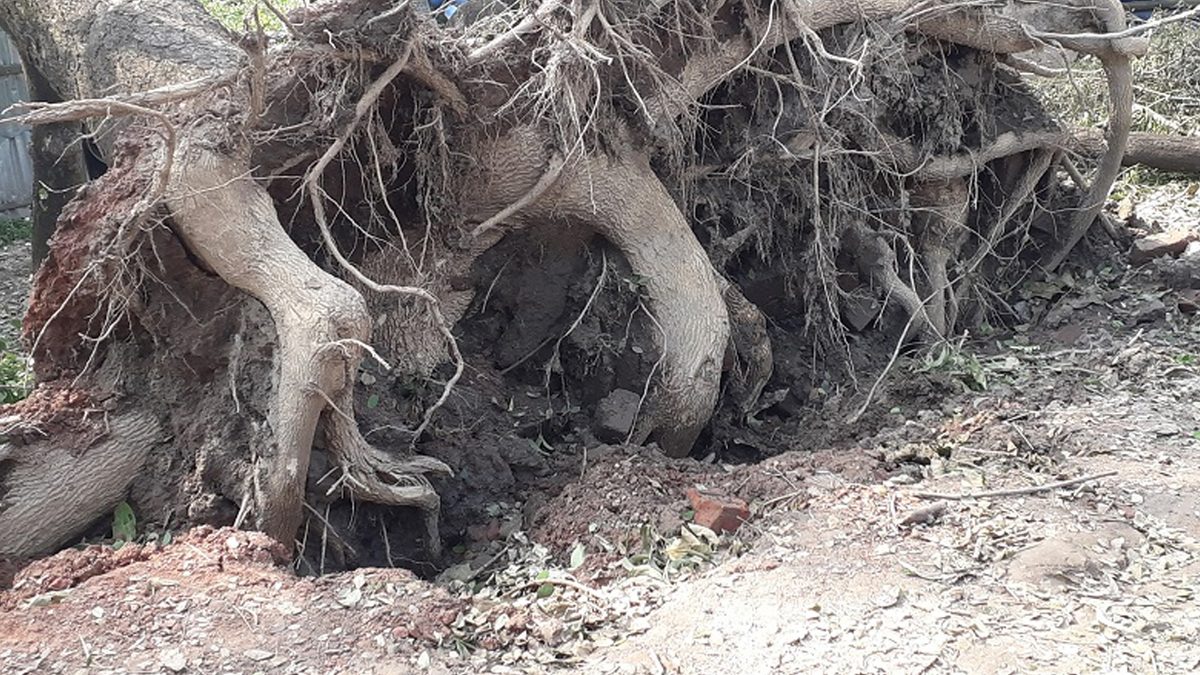 ঘূর্ণিঝড় মিধিলি, গাছ পড়ে বৃদ্ধার মৃত্যু