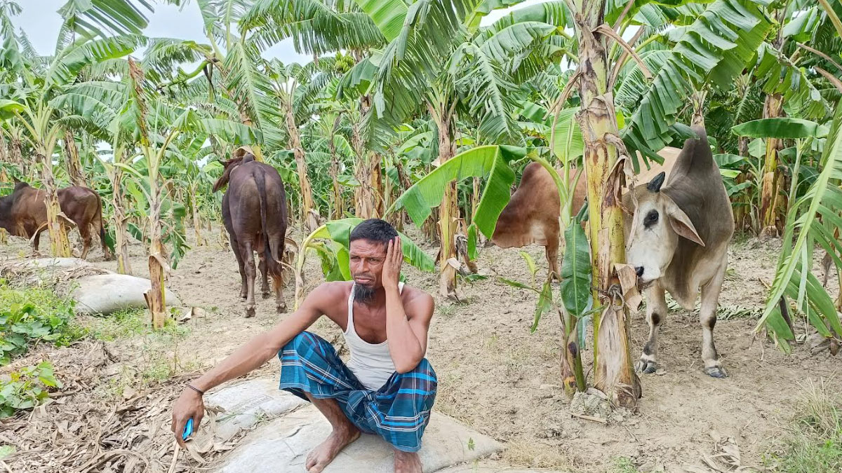 ৪৮ গরু নিয়ে পদ্মায় ট্রলারডুবি,উদ্ধার ১৯টি