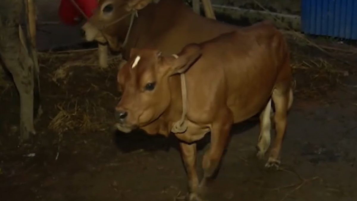 কুষ্টিয়ার সেই ২৭ ইঞ্চি গরু ৬০ হাজার টাকায় বিক্রি
