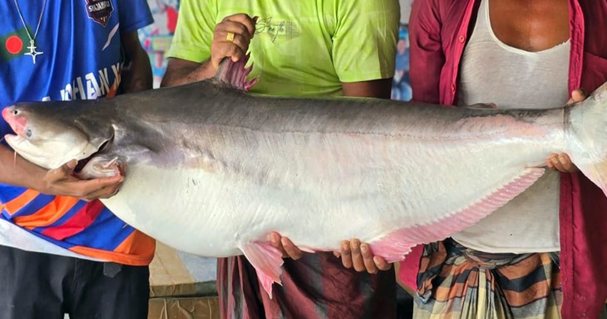 পদ্মার এক পাঙাশের দাম ৬০ হাজার টাকা !