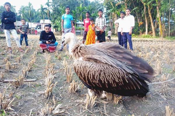 বিশালাকৃতির হিমালয়ান শকুন ধরা পড়লো হাতীবান্ধায়