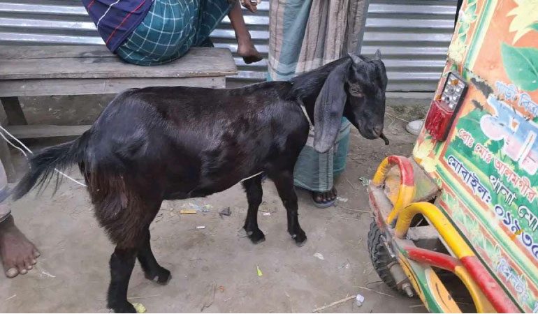 ডিবির গাড়ির সাথে ধাক্কা, যুবকের লুঙ্গির নিচ থেকে বের হল ছাগল
