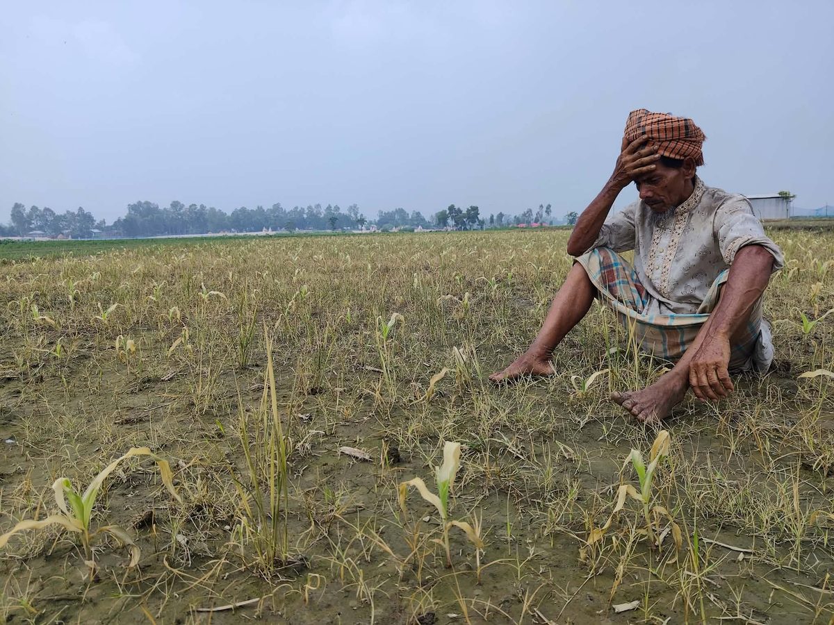 জামালপুরে জমি নিয়ে বিরোধ, বিষে ঝলসে গেল কৃষকের স্বপ্নের ভুট্টাক্ষেত